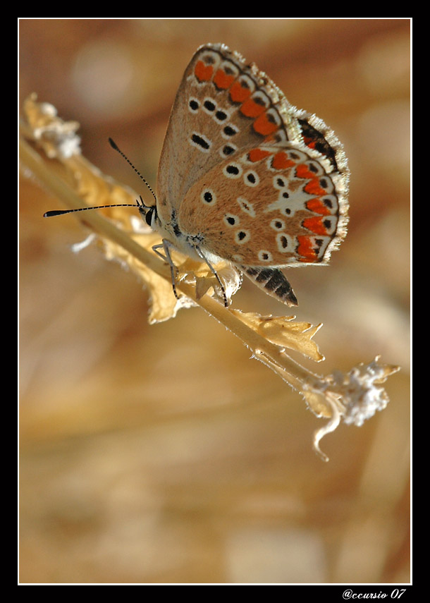 Me ne sto un'altro p� al sole