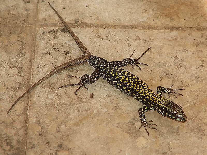 lucertola dalle due code