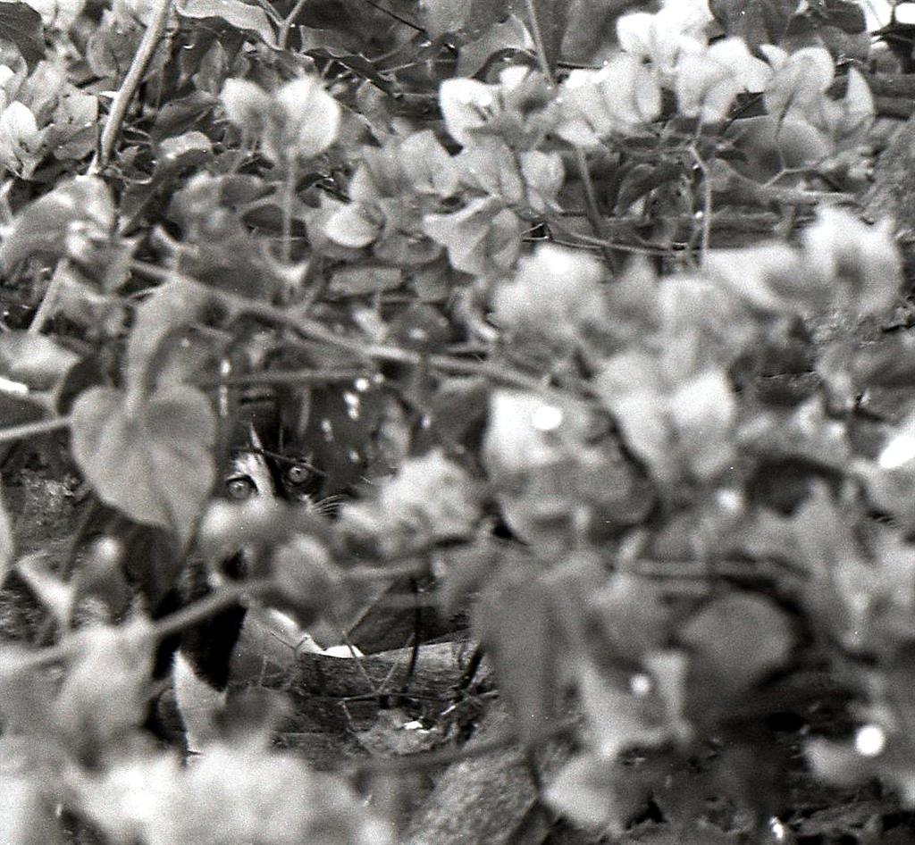 non dire gatto finch�...