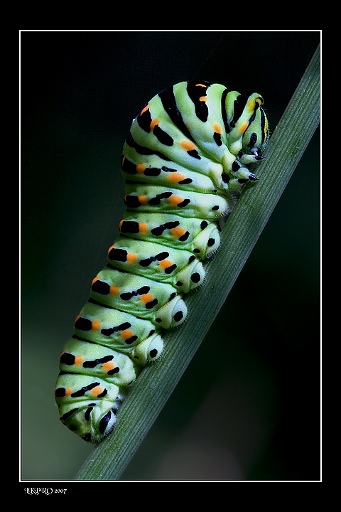Papilio Macaone visto dal lato oscuro