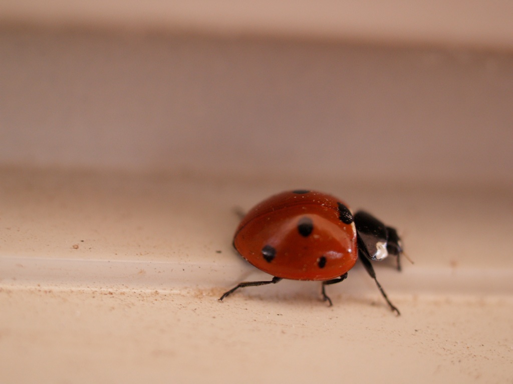 Coccinella