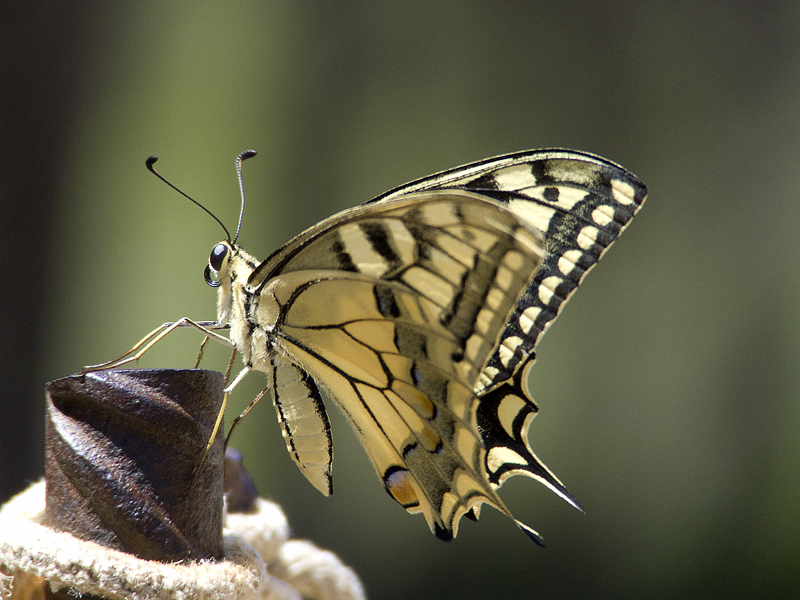 Papilio machaon