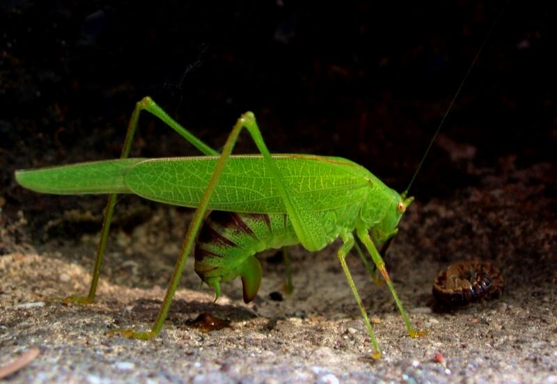 Me la faccio sotto dalla paura