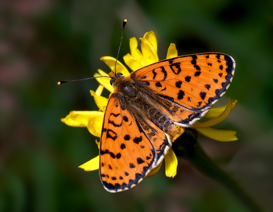 Melitaea aetherie