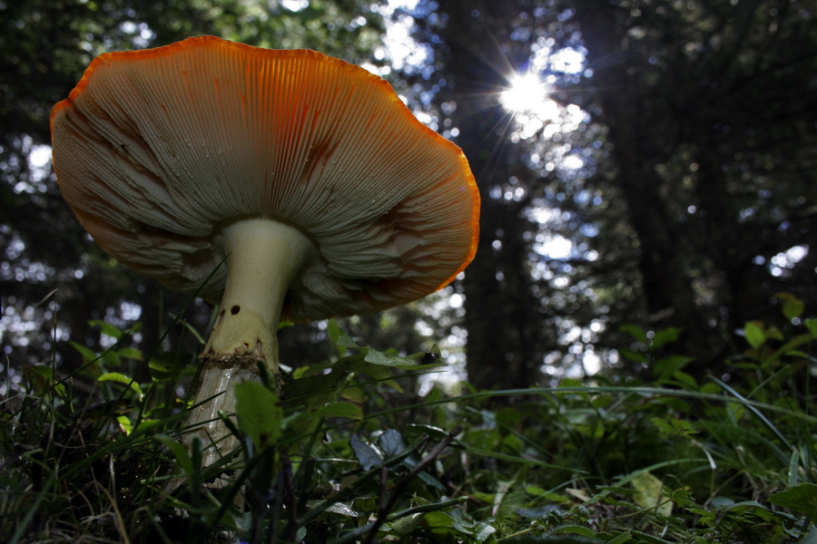 Atmosfera nel Sottobosco