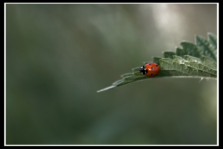 DOPO IL FALSO DI SQUARTA ARRIVA QUELLO DI ARSASYLUM!