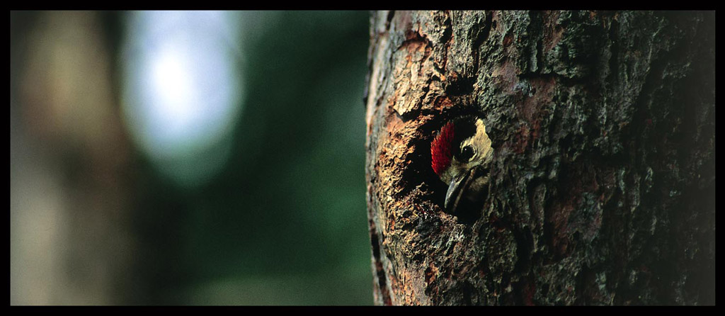 immaturo di picchio rosso maggiore