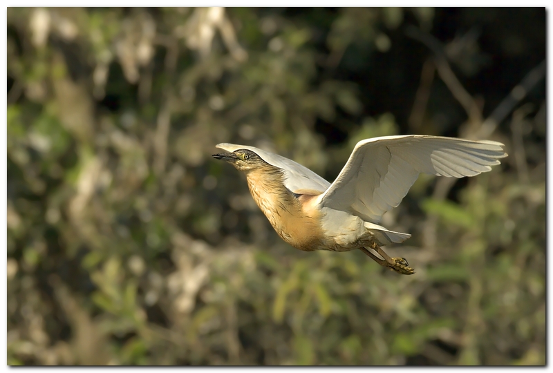 Sgarza Ciuffetto (parte 1)