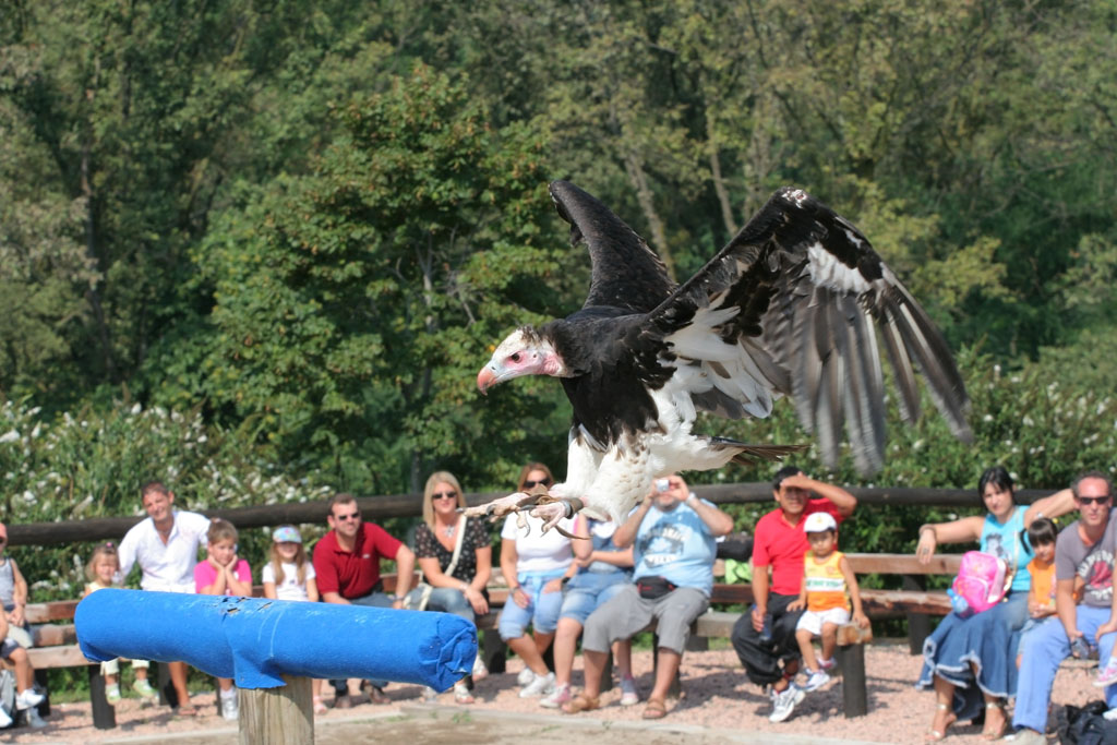 Avvoltoio in frenata