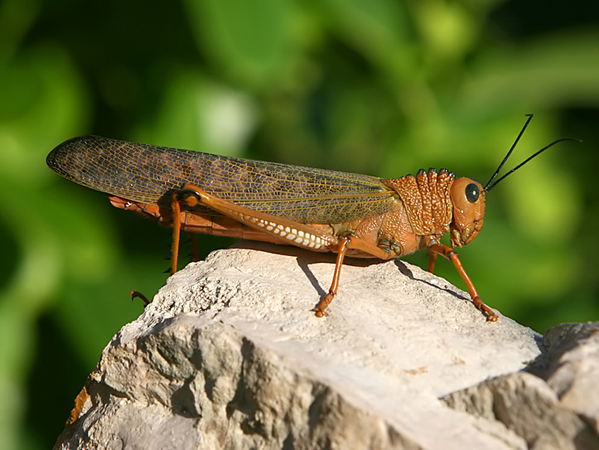 Locusta Messicana