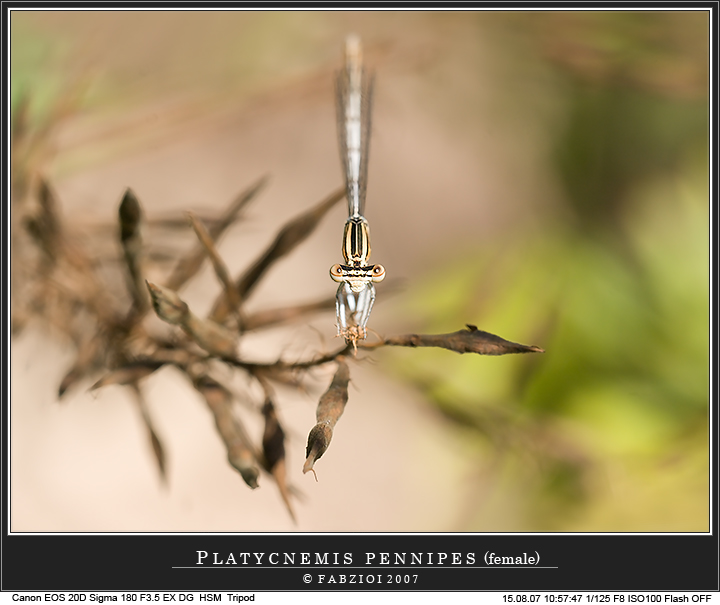 Platycnemis pennipes... sfocato intenzionale ambientato!
