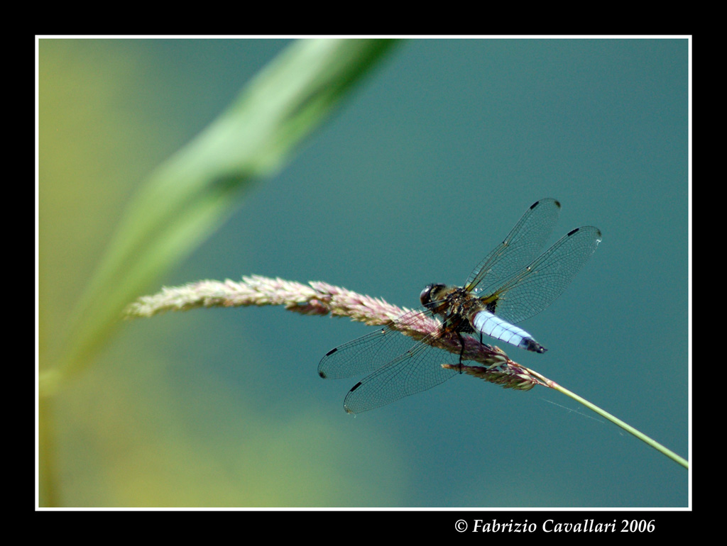 Libellula