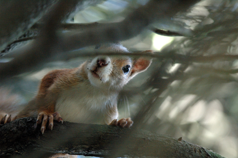 Scoiattolo incuriosito