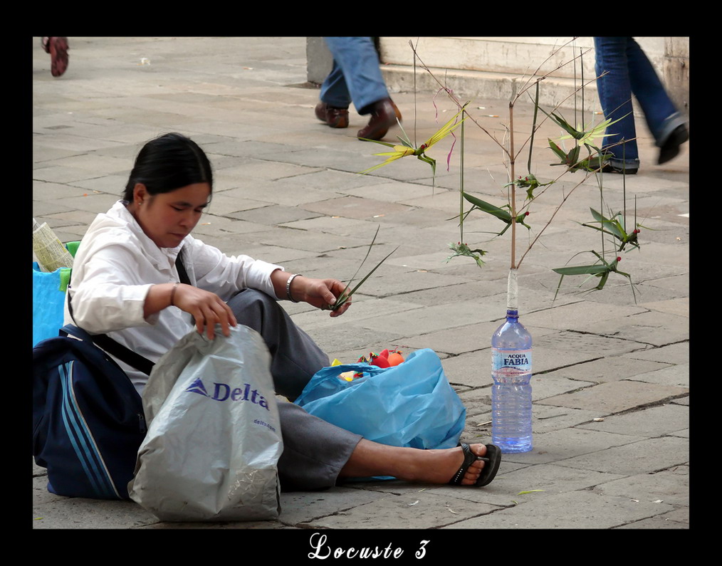 l'invasione delle locuste