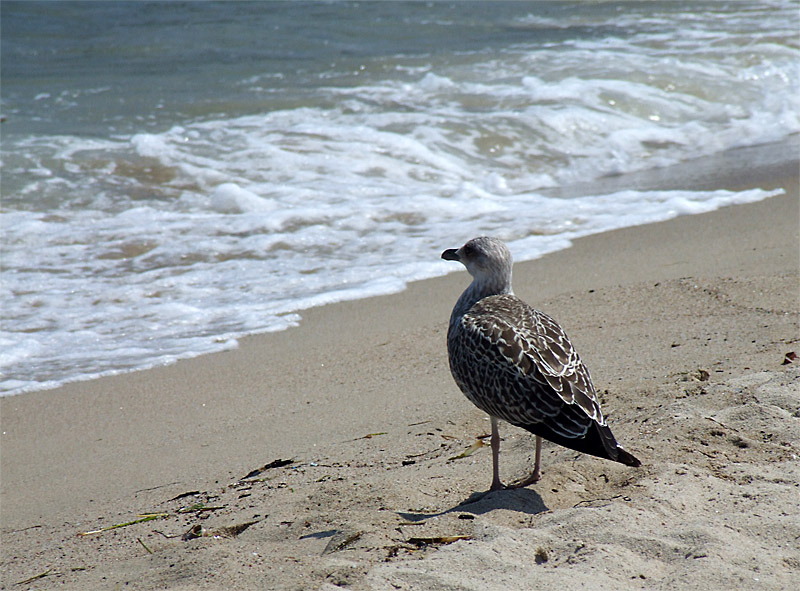 Pensieri in riva al mare...