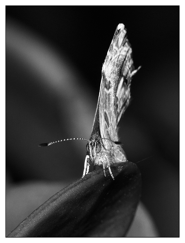 ::: A ME GLI OCCHI :::