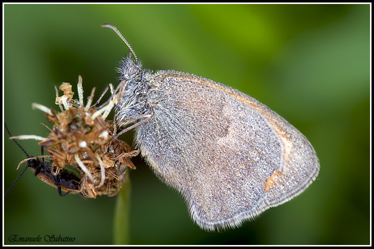Vediamo se voi lo notate subito...
