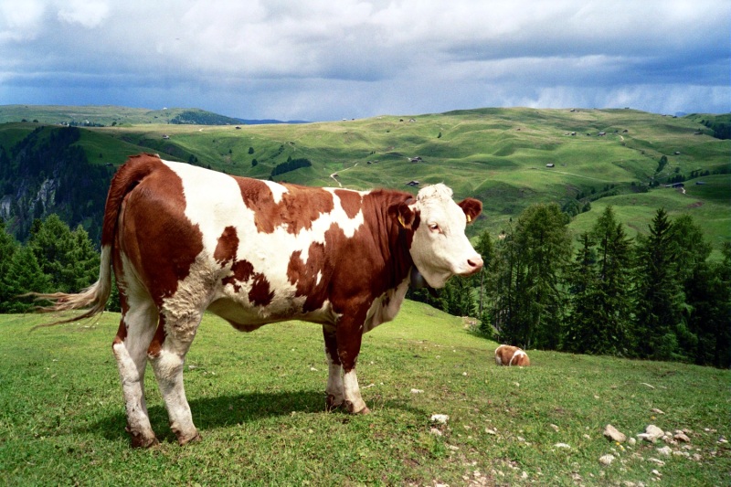 Cow over susi and storm coming