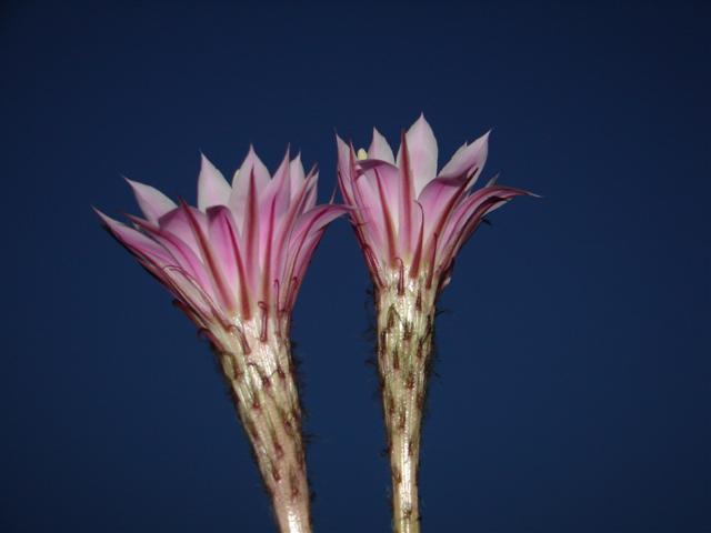 Se mi allungo ancora un p� tocco il cielo