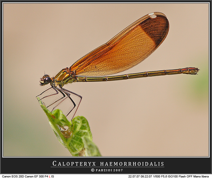 Calopteryx haemorrhoidalis... elegante!