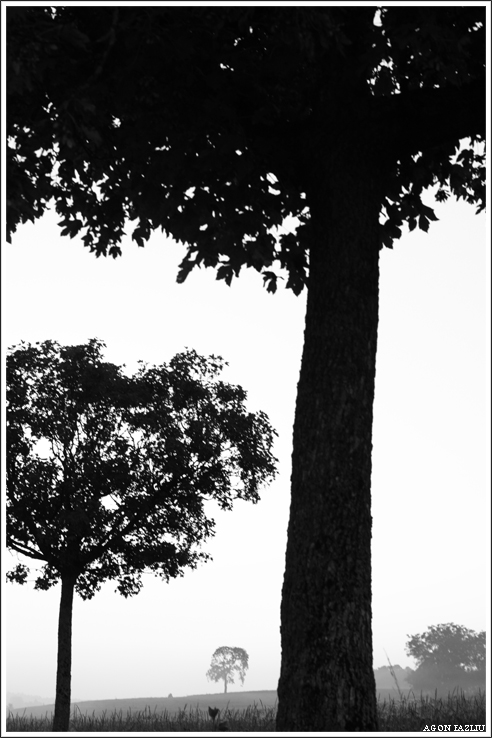 disordine ordinato ...