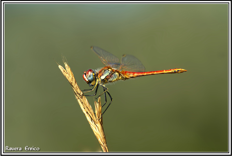 PIC- NIC SULLA SPIGA(centralita' voluta)