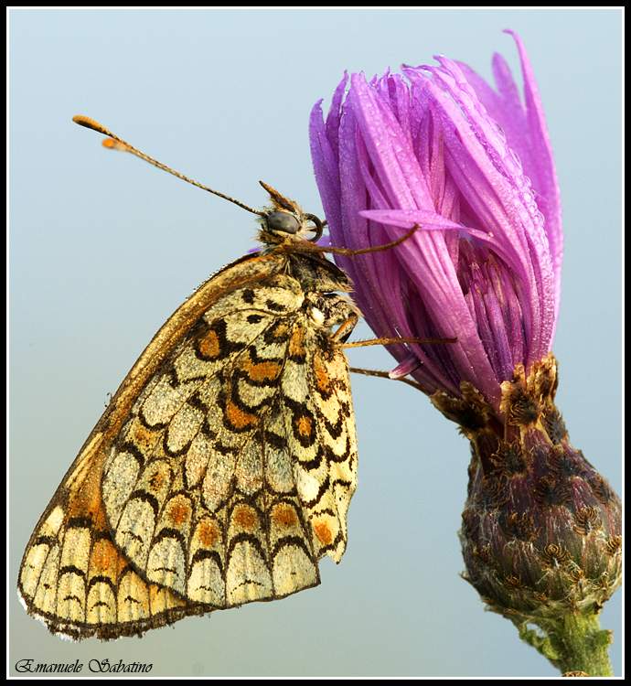 Appesa al fiore in verticale