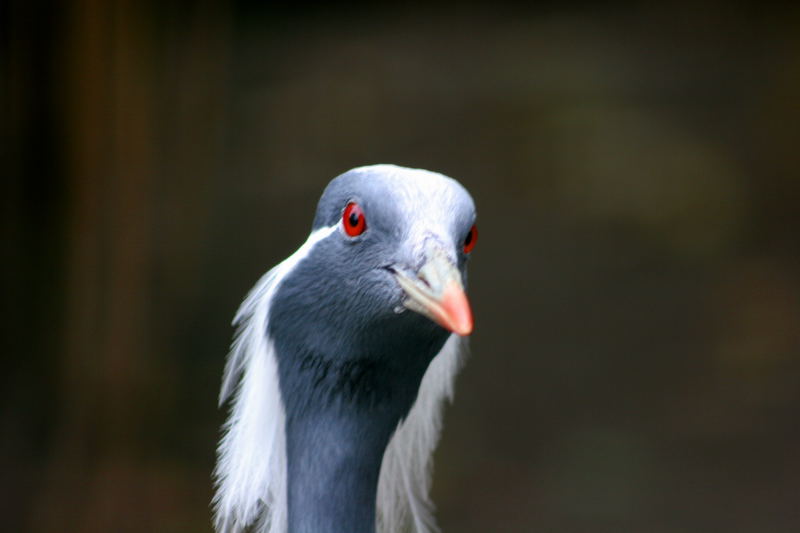 ***_che vuoi ???_***