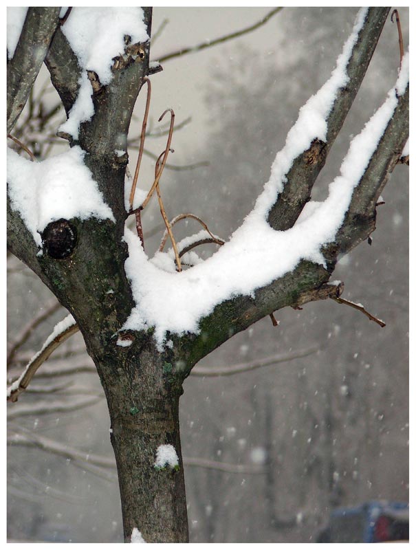 Albero innevato