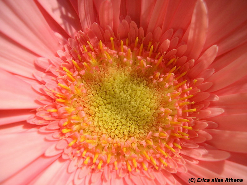 Gerbera