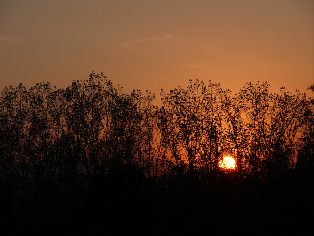 Tramonto dietro il bosco