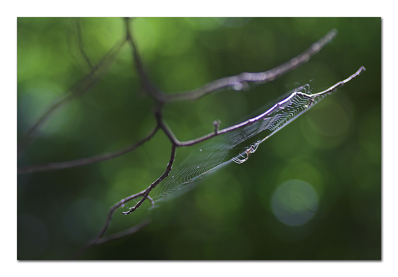 Il frutto della luce