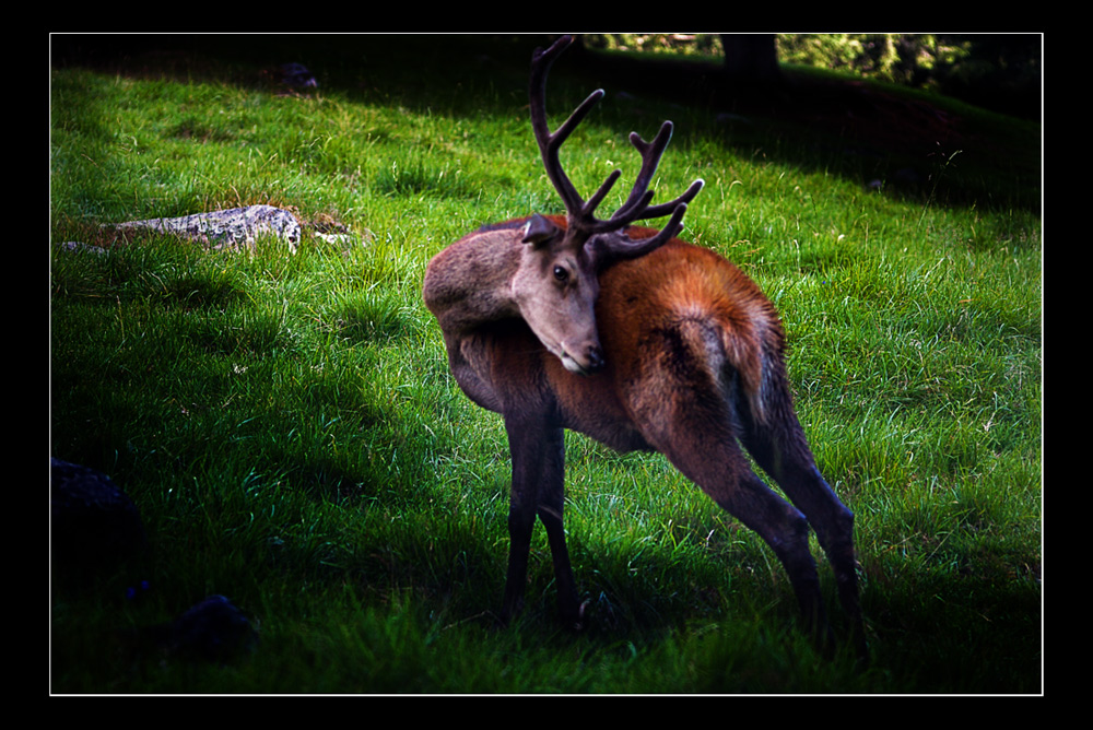 Il padrone di casa...