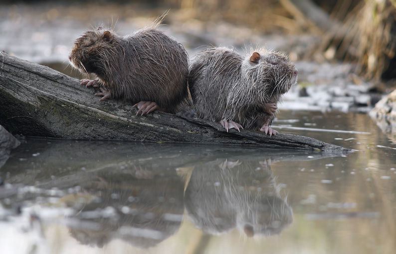 Renzo-vi presento due mie amiche