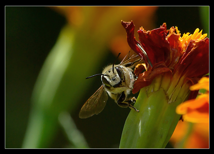 Che c'� da guardare?