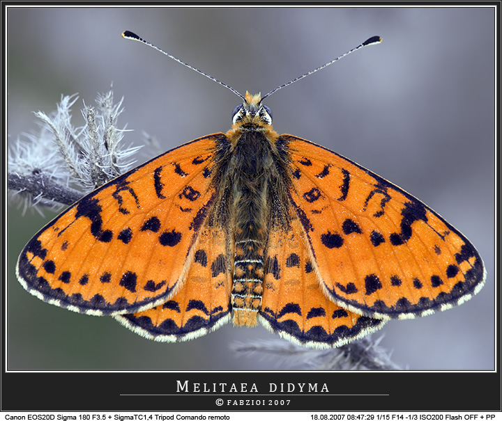 Attenzione.... pu� volare via!