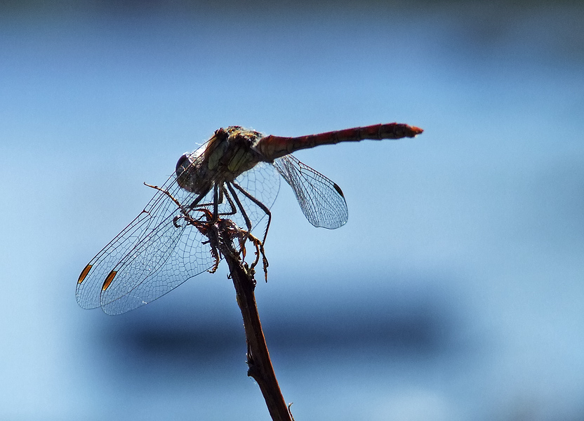 libellula al mare