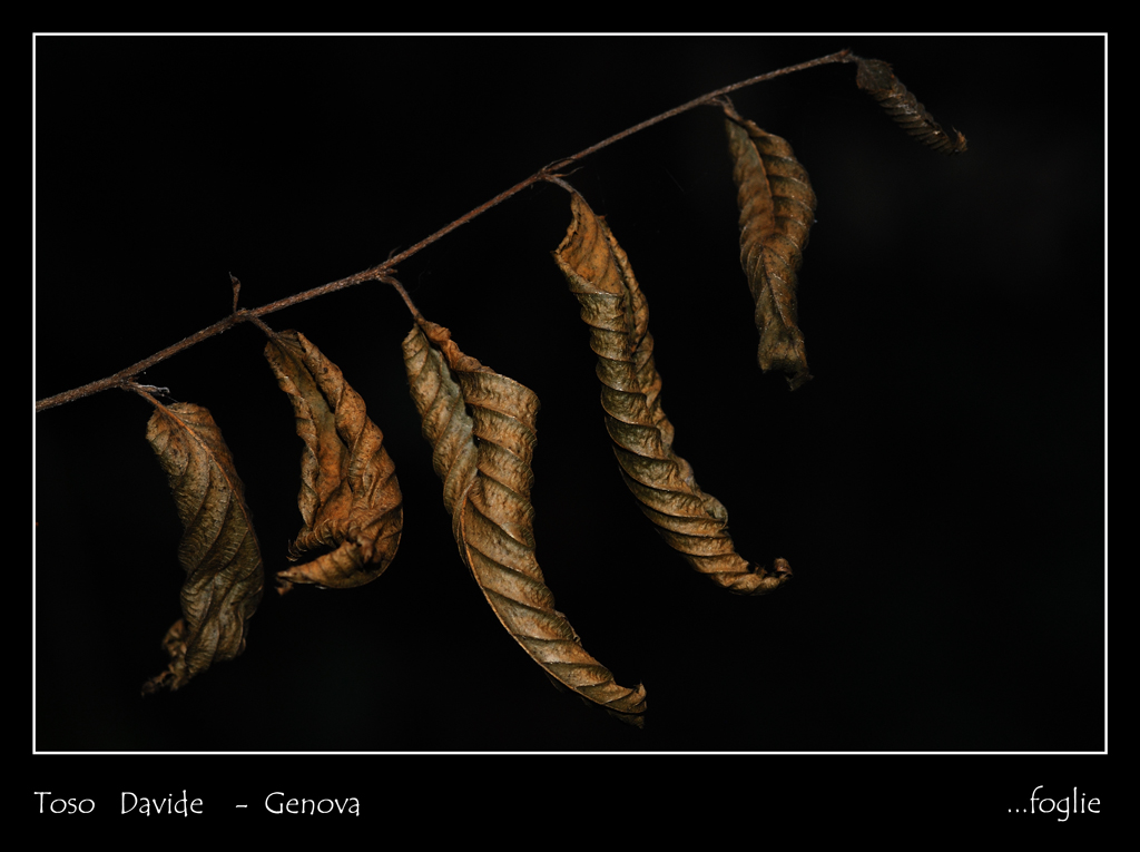 ...foglie