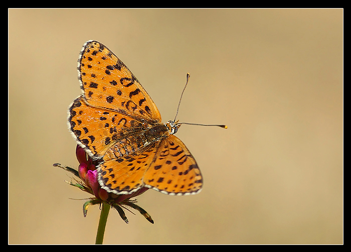 Melitaea Aetherie