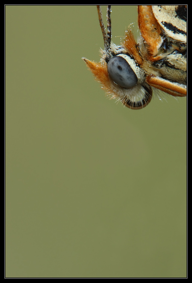 Dettaglio testa Melitaea