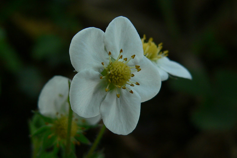 fiorellino sconosciuto