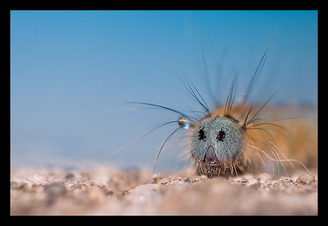 Indovina chi viene a cena...