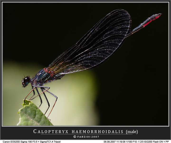 Drago nero... ovvero... Calopteryx haemorrhoidalis (male)