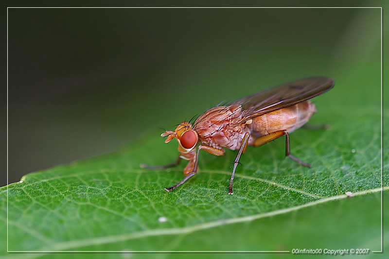 :: Che occhioni grandi che hai...