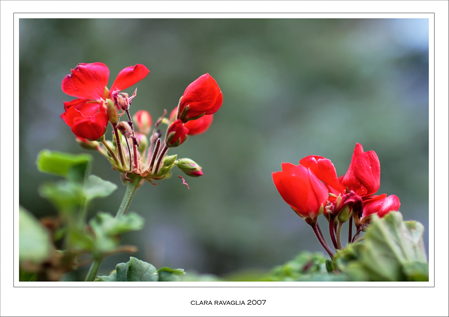 Rosso sangue... di fine stagione