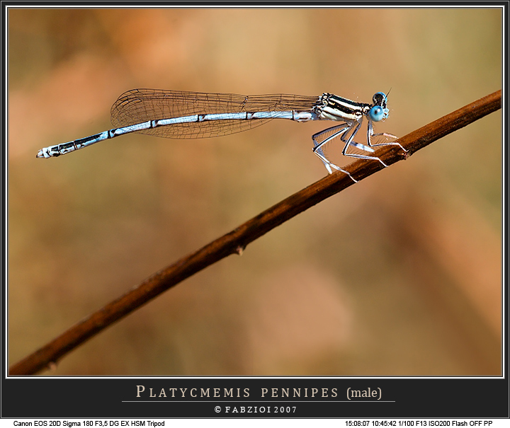 Delicatamente... Celeste!