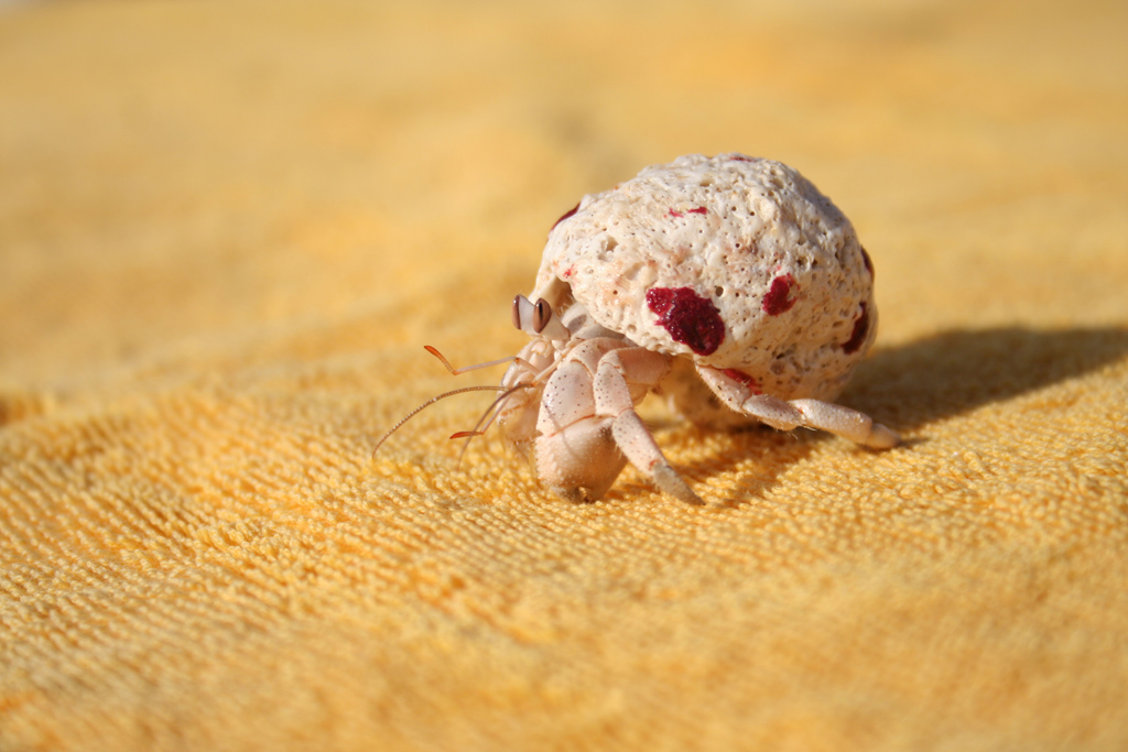 simpatico granchio egiziano