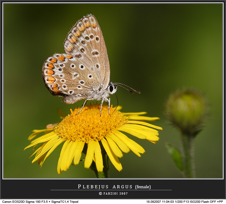 In attesa che sbocci... intanto ne approfitto!