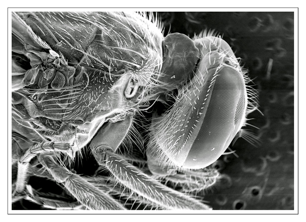 Viaggio in una mosca