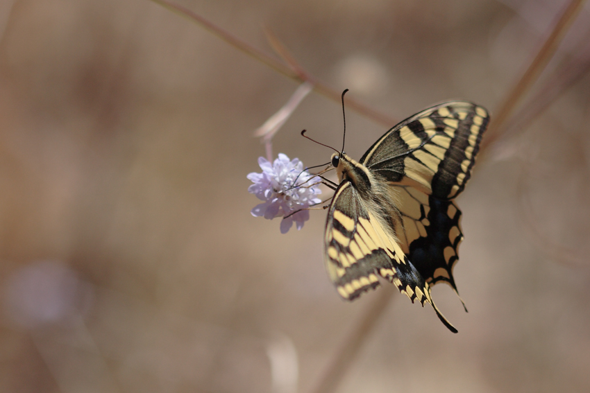 macaone a fine estate 2